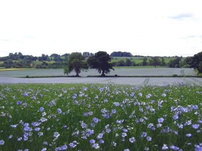 Linseed field image